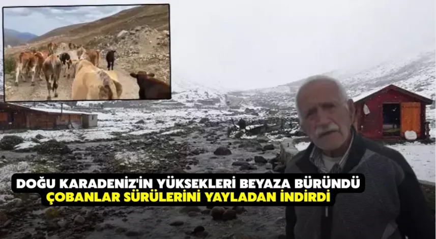 Doğu Karadeniz'in yüksekleri beyaza büründü; çobanlar sürülerini yayladan indirdi