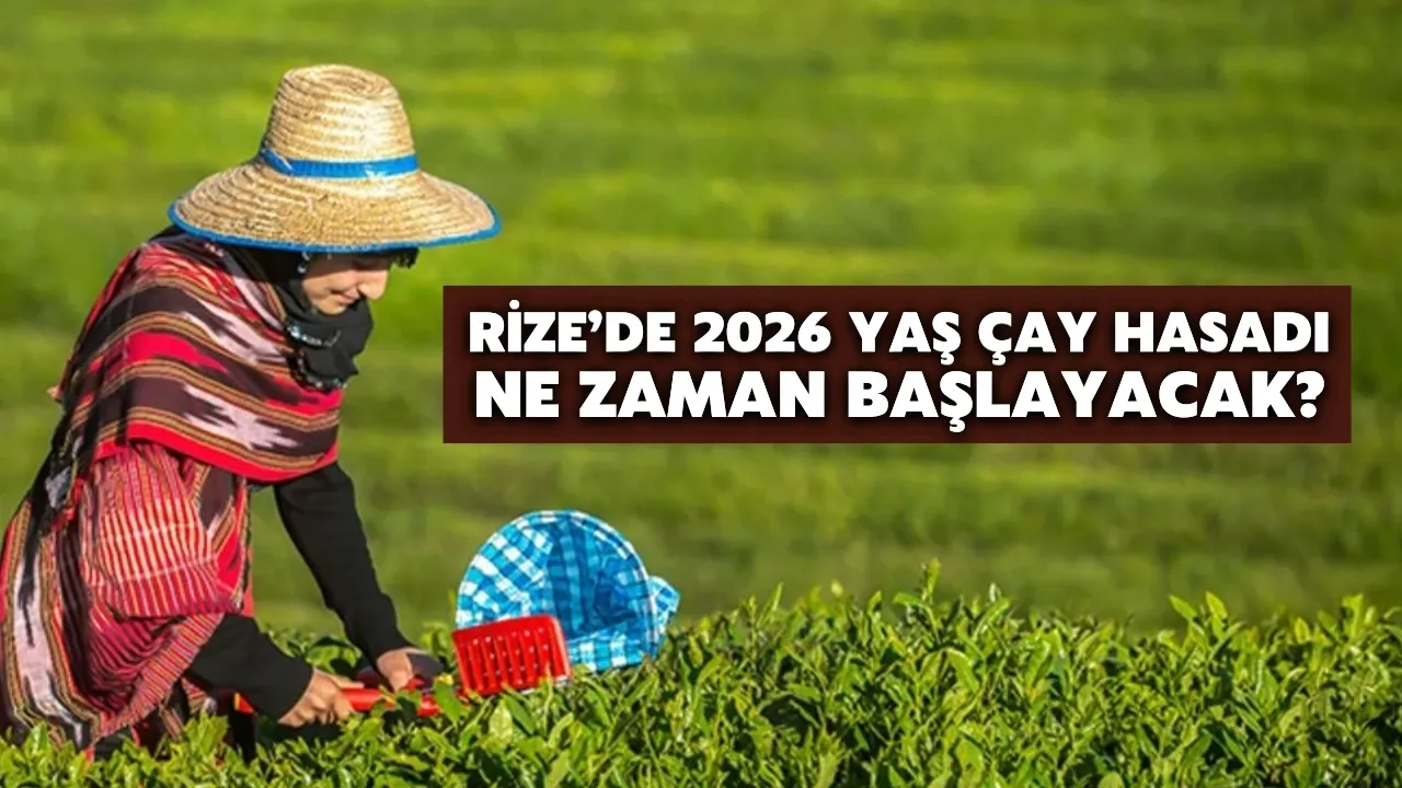 Rize'de 2026 Yaş Çay Hasadı Ne Zaman Başlayacak?