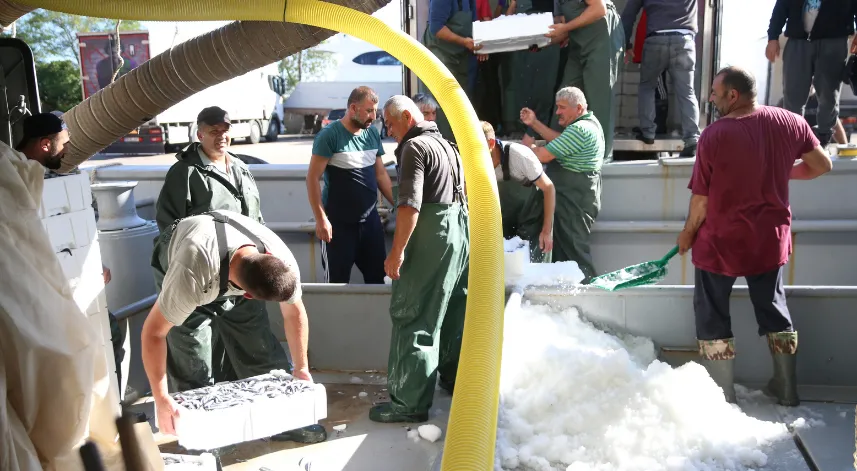 Ordu'da balıkçıların kasaları hamsiyle doldu taştı.