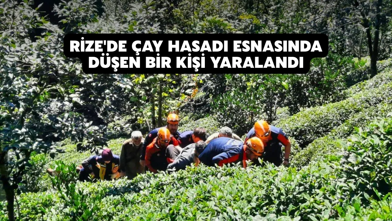 Rize'de çay hasadı esnasında düşen bir kişi yaralandı