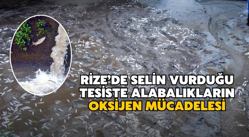 Rize’de Selin Vurduğu Tesiste Alabalıkların Oksijen Mücadelesi