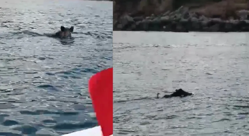 Denizde yüzen yaban domuzu görüntülendi