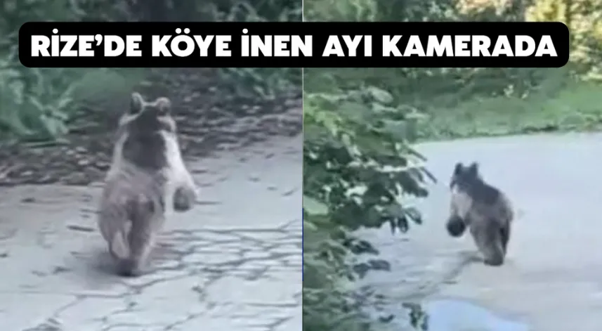 Rize’de köye inen ayı kamerada