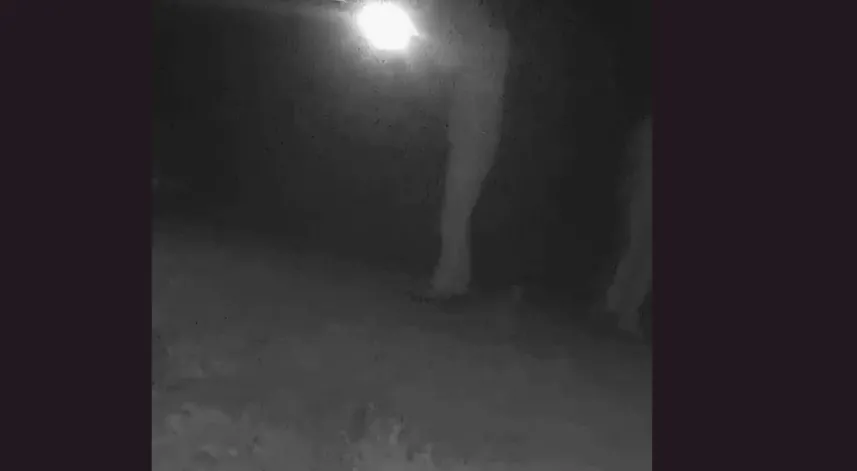 Ormanda bozayı vuran kaçak avcılara toplam 170 bin TL ceza