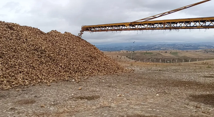 Samsun'da şeker pancarı hasadı başladı