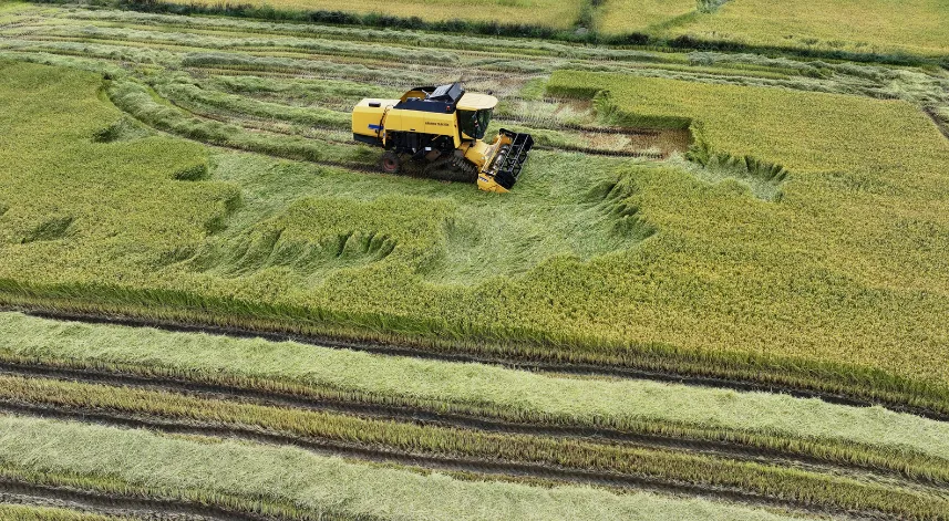 Üreticilere devlet desteği tescili Konuralp pirincinin ekim alanını artırdı