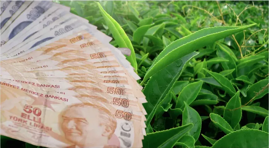 ÇAYKUR, Ağustos ayı yaş çay bedellerini ne zaman yatacak