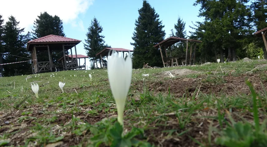 Vargitler açtı, yaylalar sessizliğe büründü