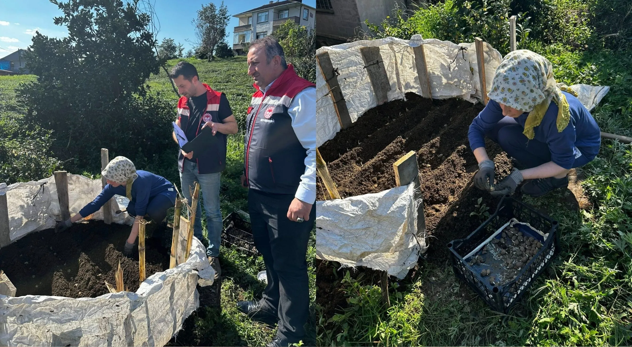 İyidere'de salep üretimi için denemelere başlandı