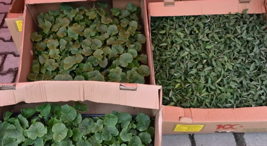 Trabzon'da üreticilere sebze tohumu ile fide dağıtıldı