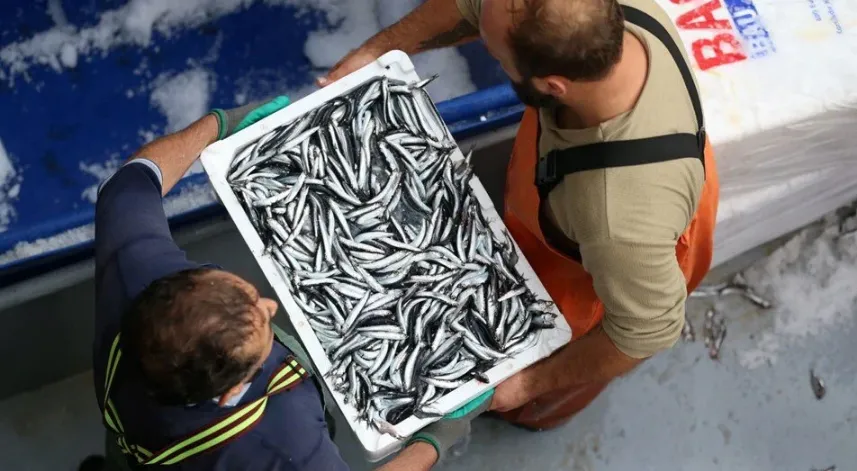 Sinop'ta balıkçı tezgahları hamsiyle doldu