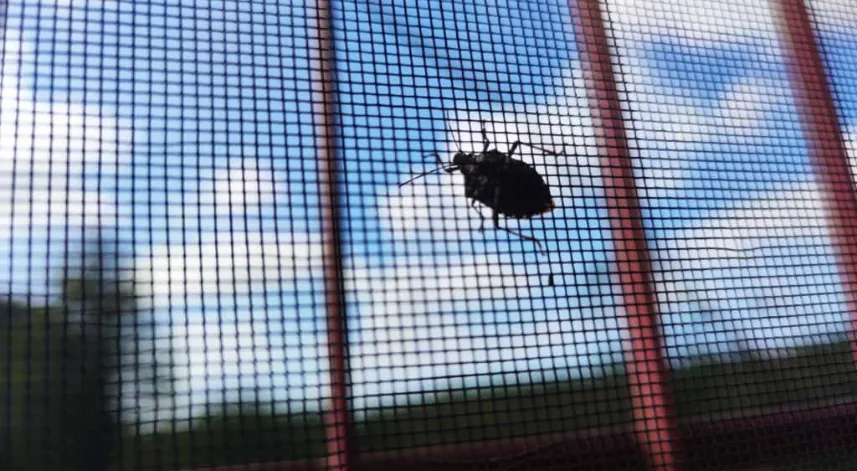 Terme'de kahverengi kokarca böceğine karşı üreticilere uyarı