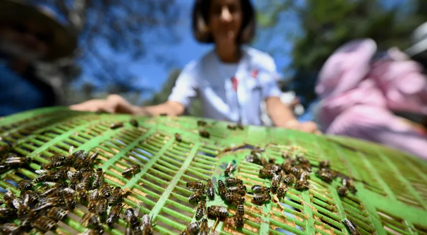 Özel bireyler TÜBİTAK destekli projeyle arıların dünyasını keşfediyor