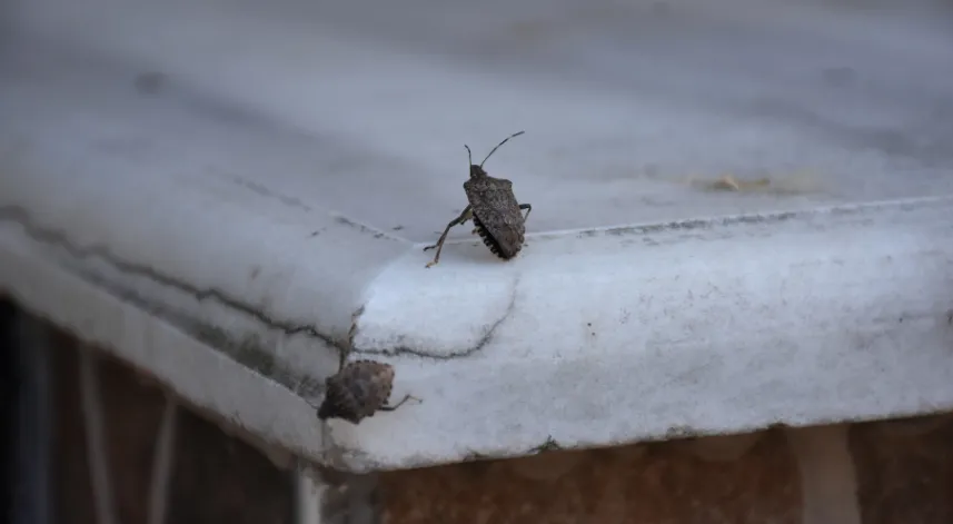 Trabzon'da kahverengi kokarcayla mücadele devam ediyor