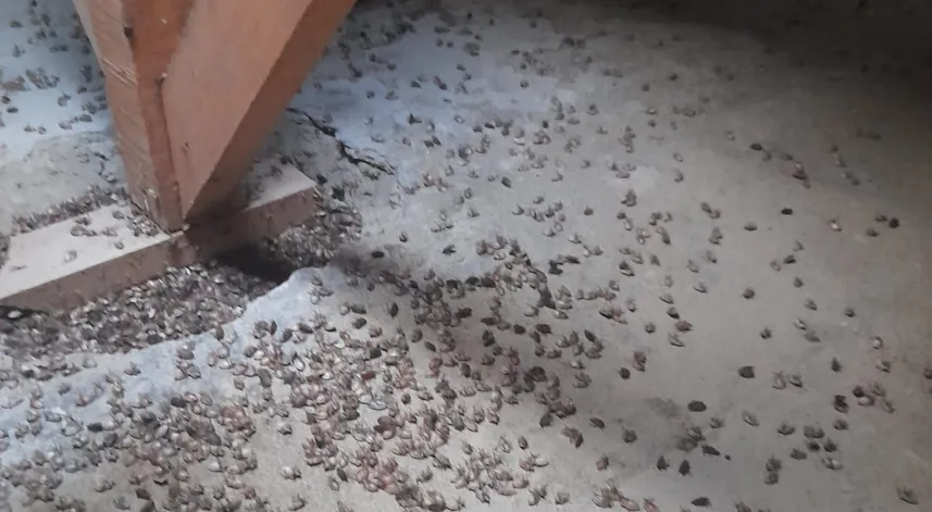 Trabzon'da kahverengi kokarca evleri istila etti