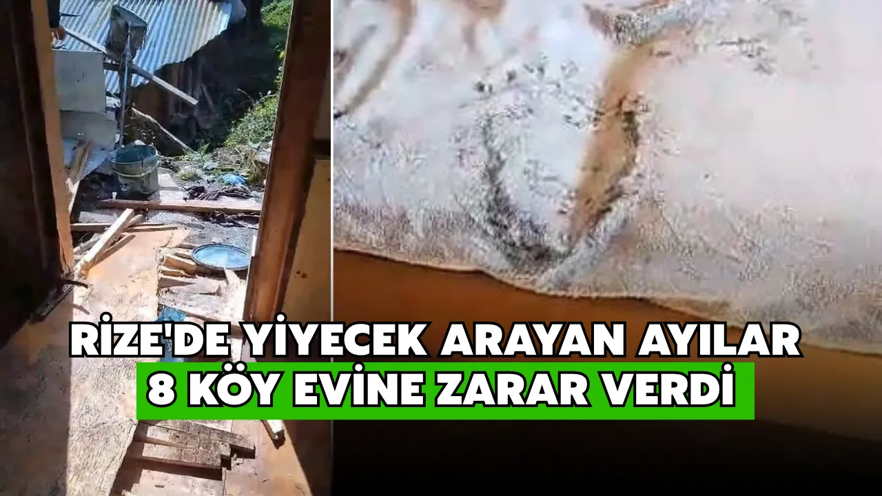 Rize'de Yiyecek Arayan Ayılar, 8 Köy Evine Zarar Verdi