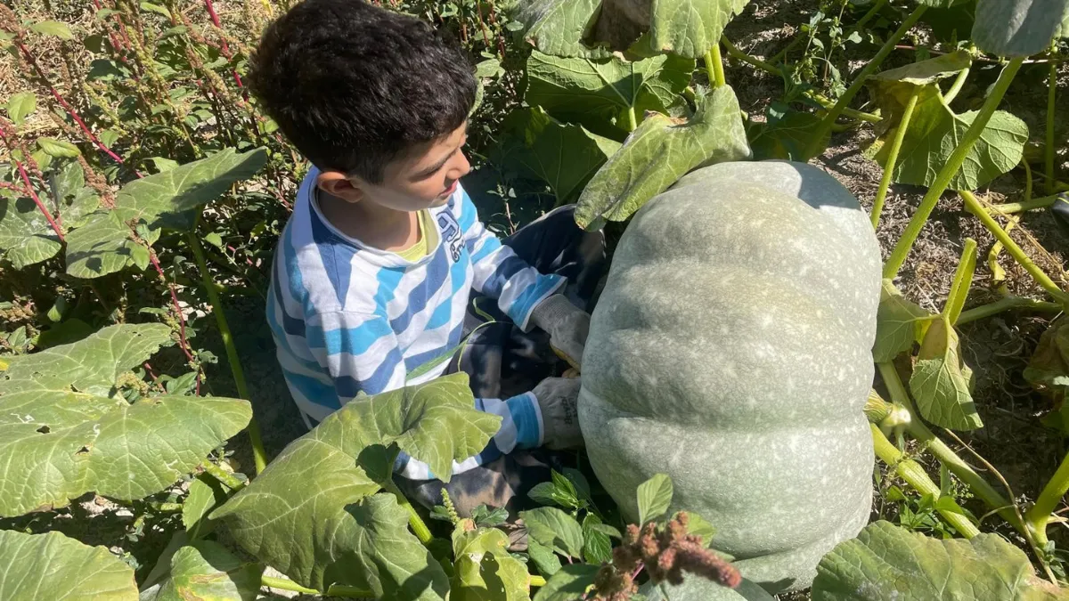 Hayvan gübresiyle 40 kilograma ulaşan kabaklarını taşımakta zorlandı