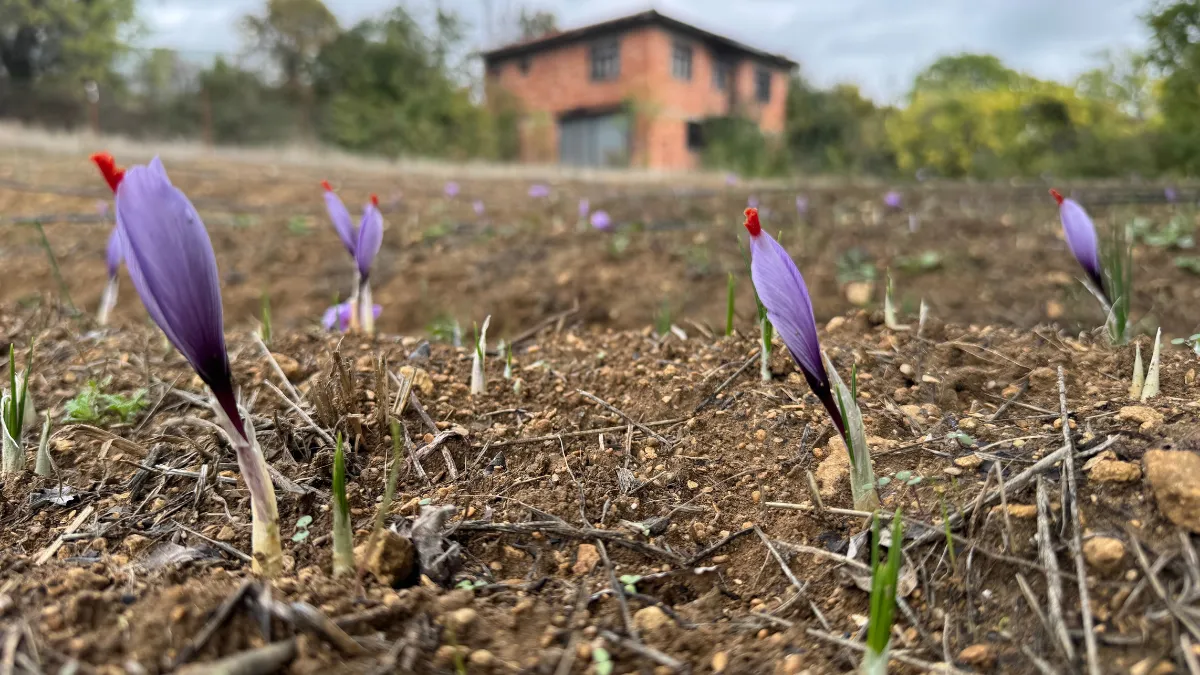 Soğuk hava dünyanın en pahalı baharatında erken çiçek açtırdı