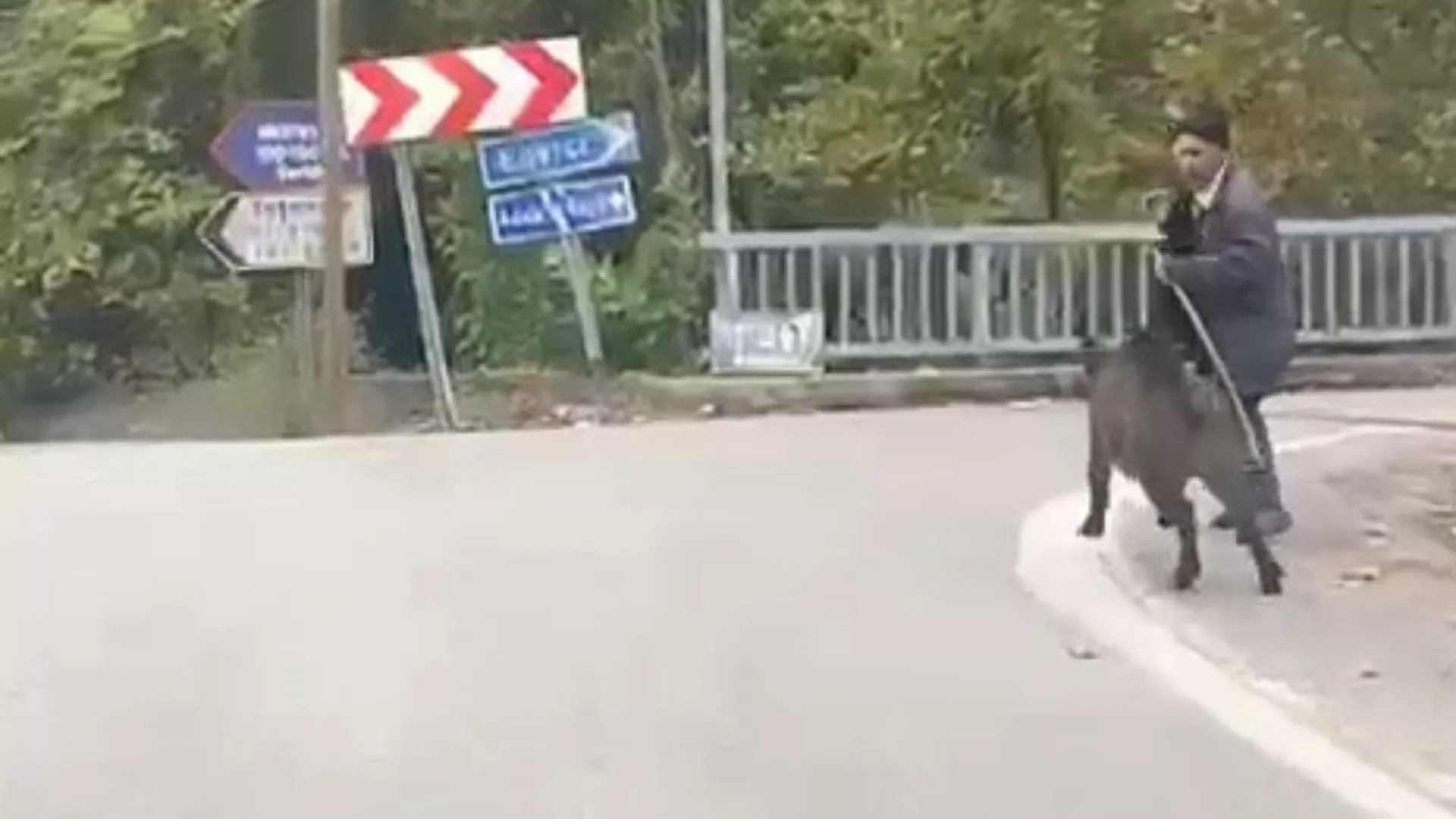 Yürürken üzerine doğru gelen domuzdan son anda kurtuldu