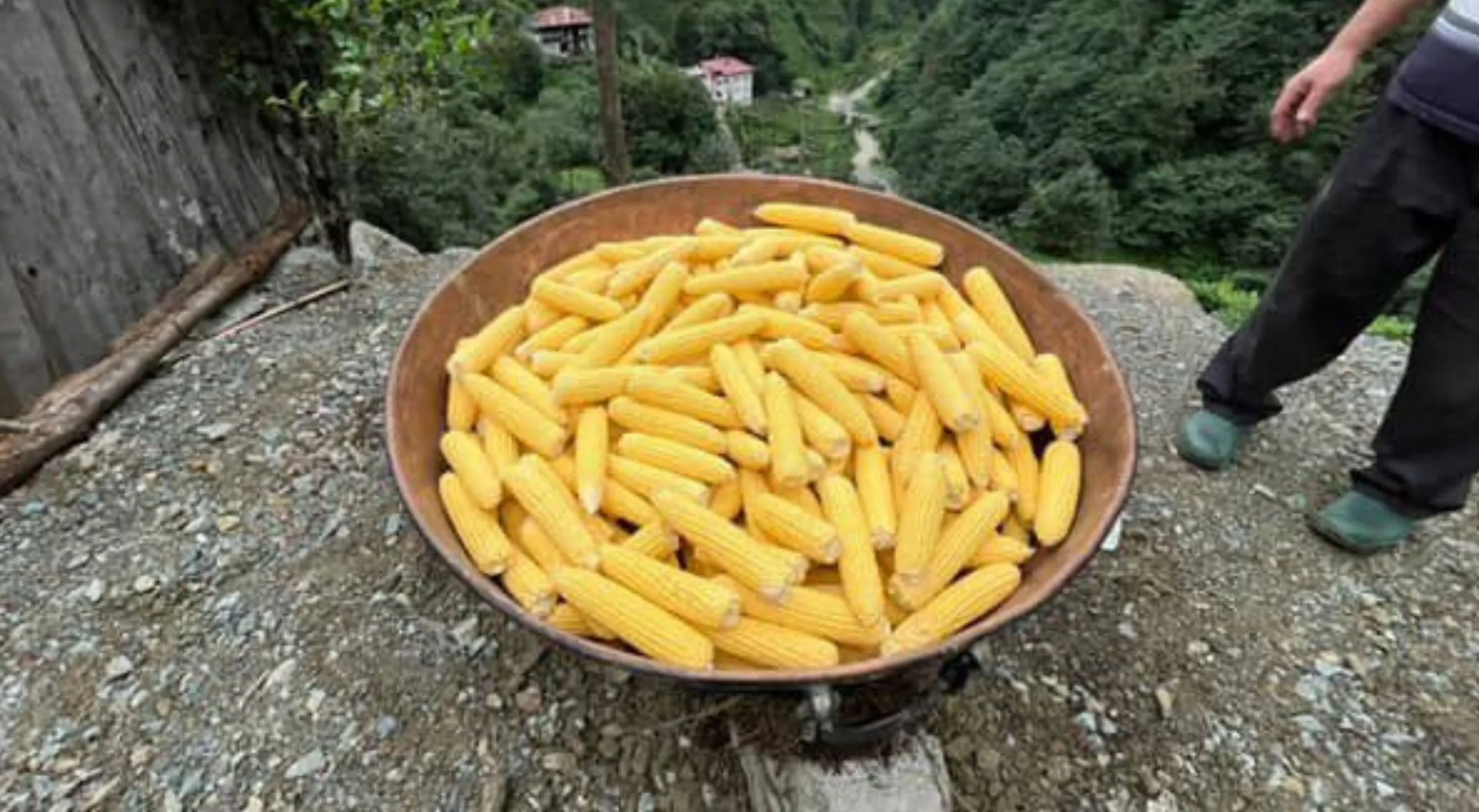 Rize’de geleneksel mısır hasadı başladı