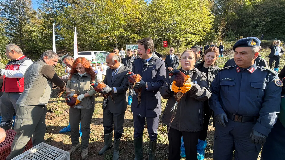 Bartın'da kahverengi kokarca ile mücadele için doğaya 250 sülün salındı