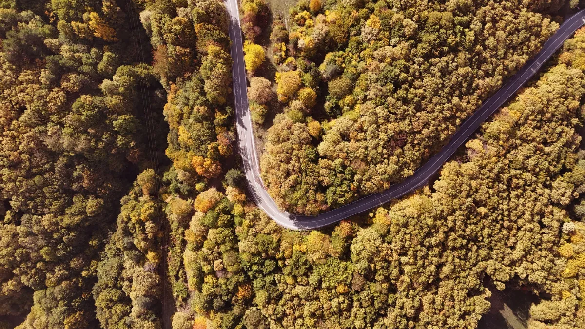 Sonbahar renkleri ormanlarda eşsiz manzara oluşturdu