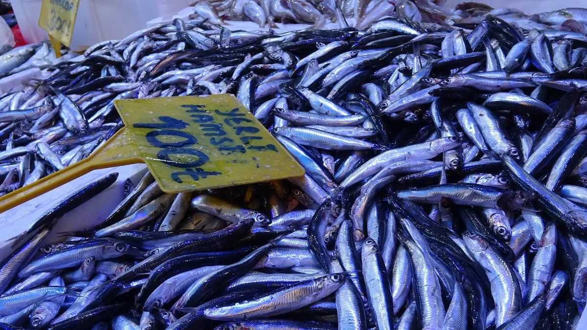 Hamsini kilosu 300 TL’den 100 TL’ye düştü: Kapış kapış gitti