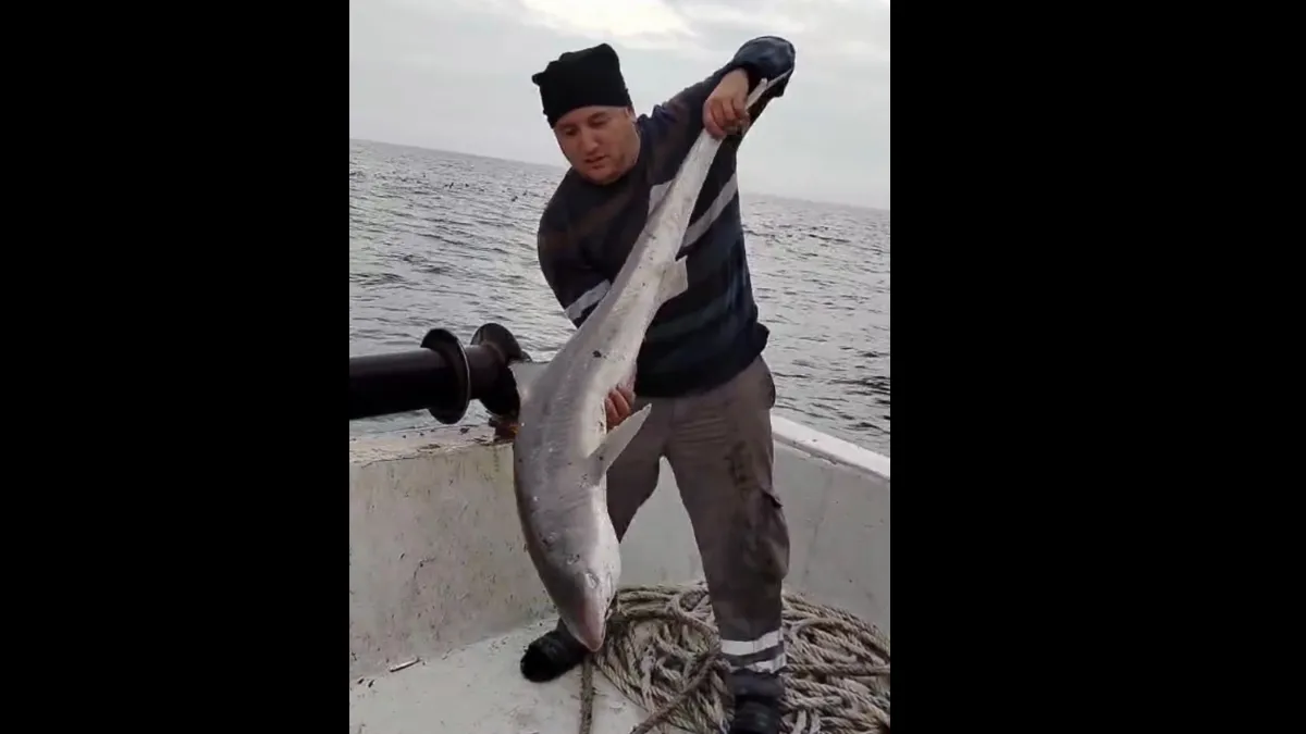 Balıkçıların ağına köpek balığı takıldı 