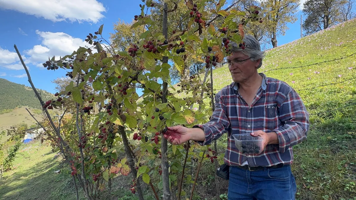 Giresun'da ahududu ve böğürtlen projesi üreticiye ek gelir kaynağı oldu
