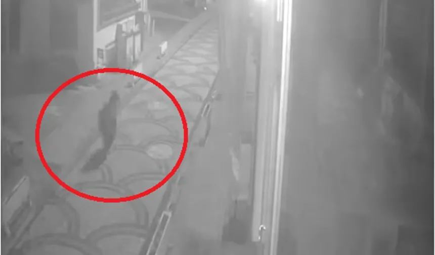 Kastamonu'da aç kalan ayı ilçe merkezine indi; o anlar kamerada