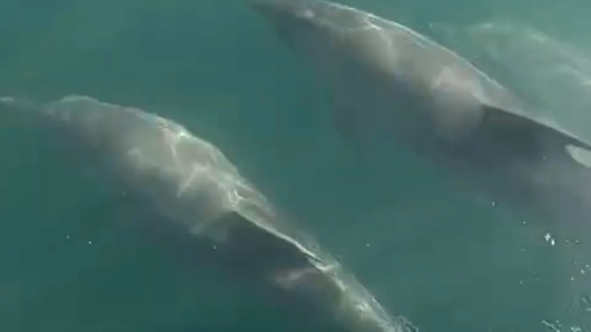 Teknesinin yanında yüzen yunusları görüntüledi