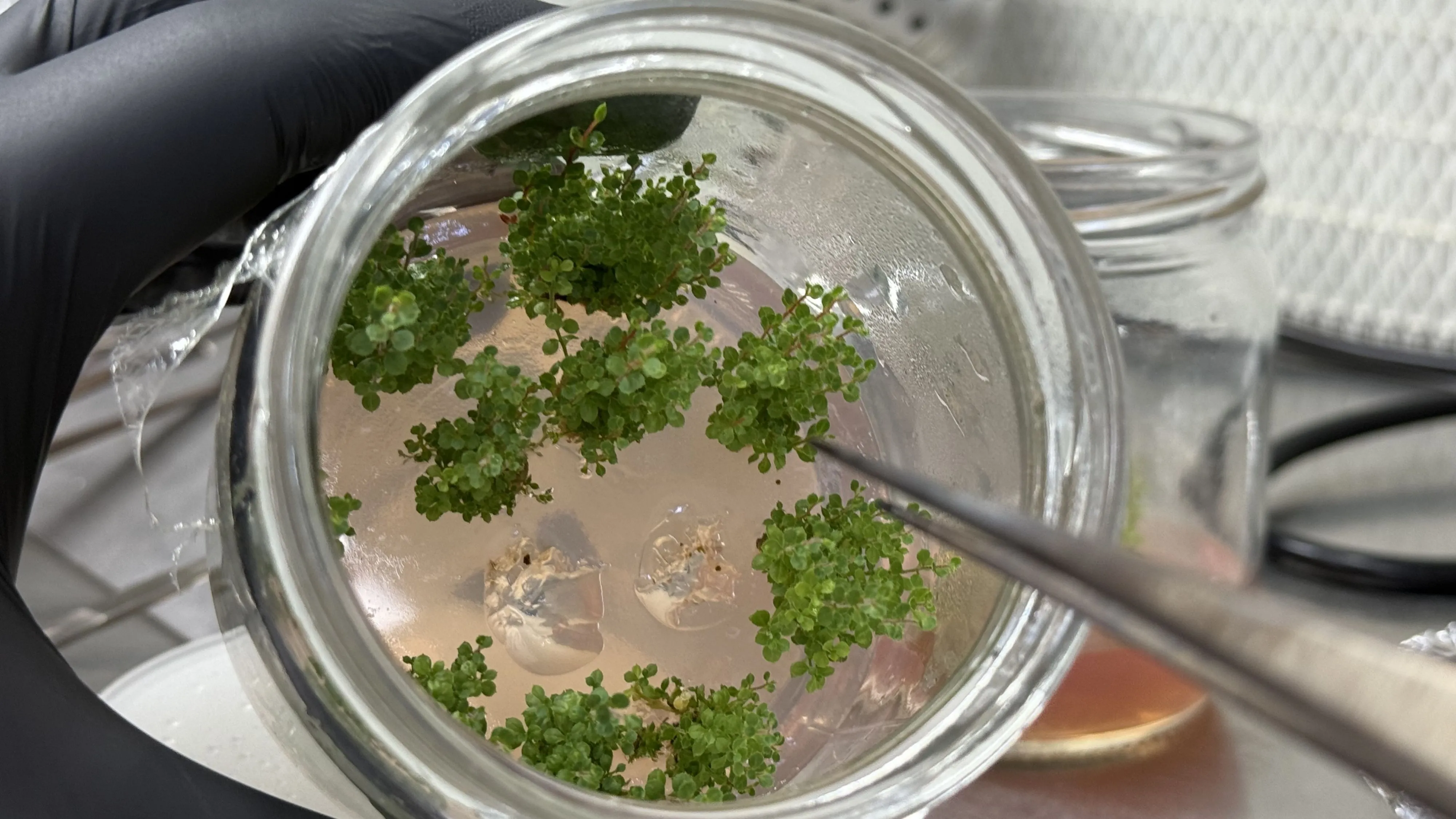 Trabzon'da doku kültürü laboratuvarında yılda yaklaşık 200 bin fidan üretiliyor