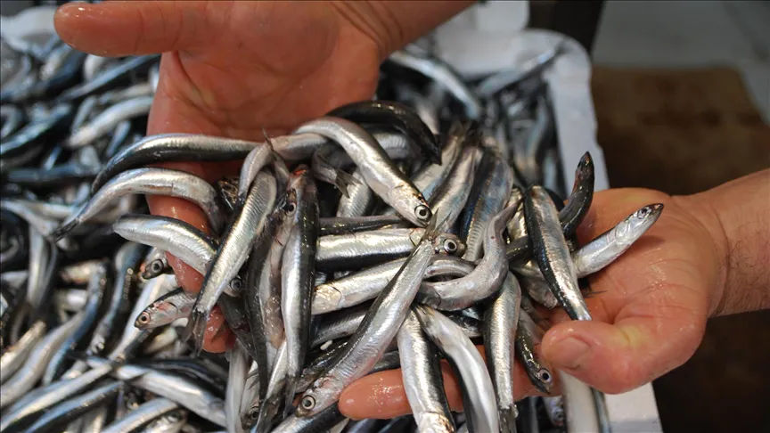 Havalar soğudu, hamsi 100 liraya düştü