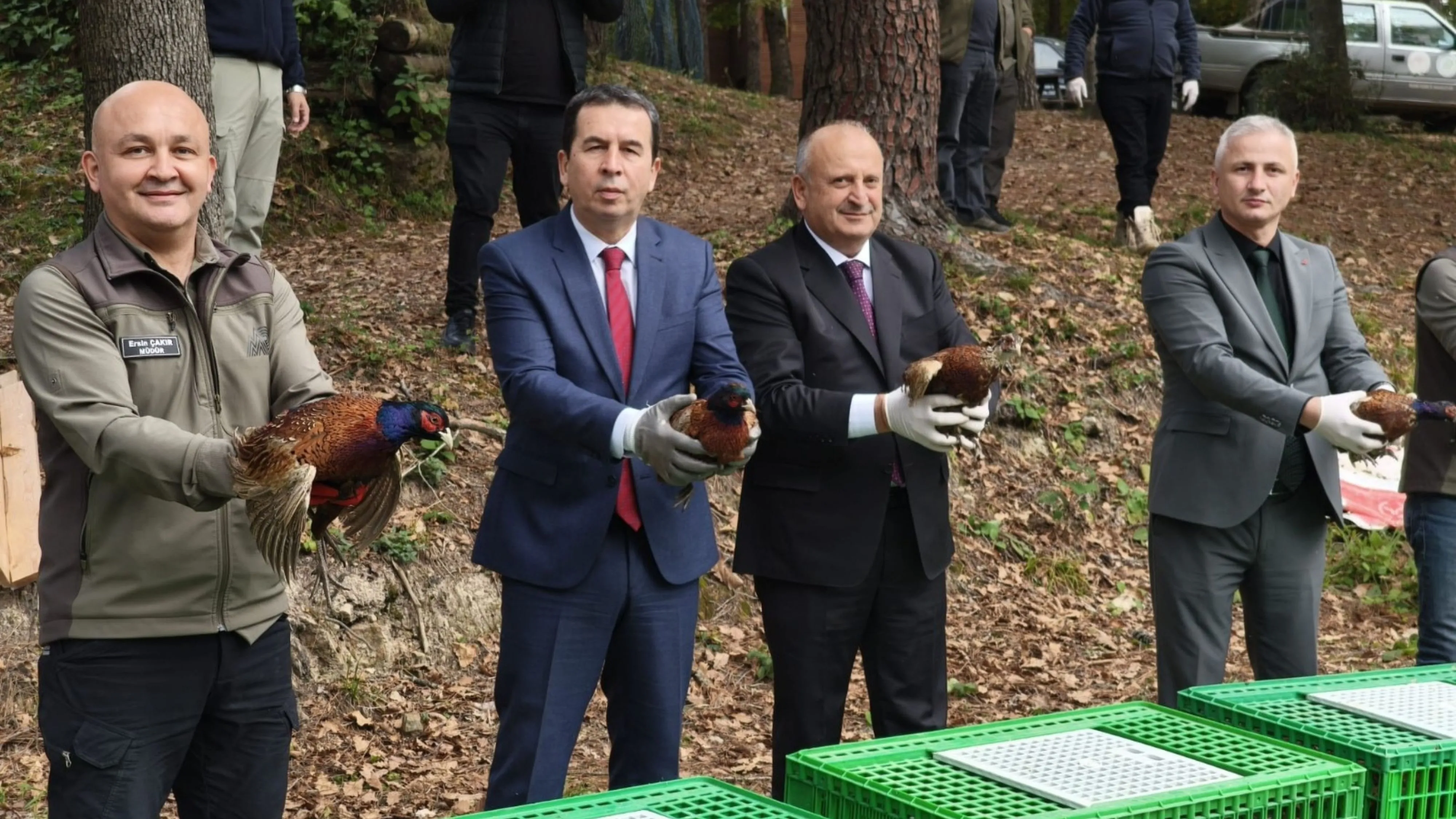 Ordu’da kahverengi kokarcayla mücadele için 200 sülün doğaya salındı