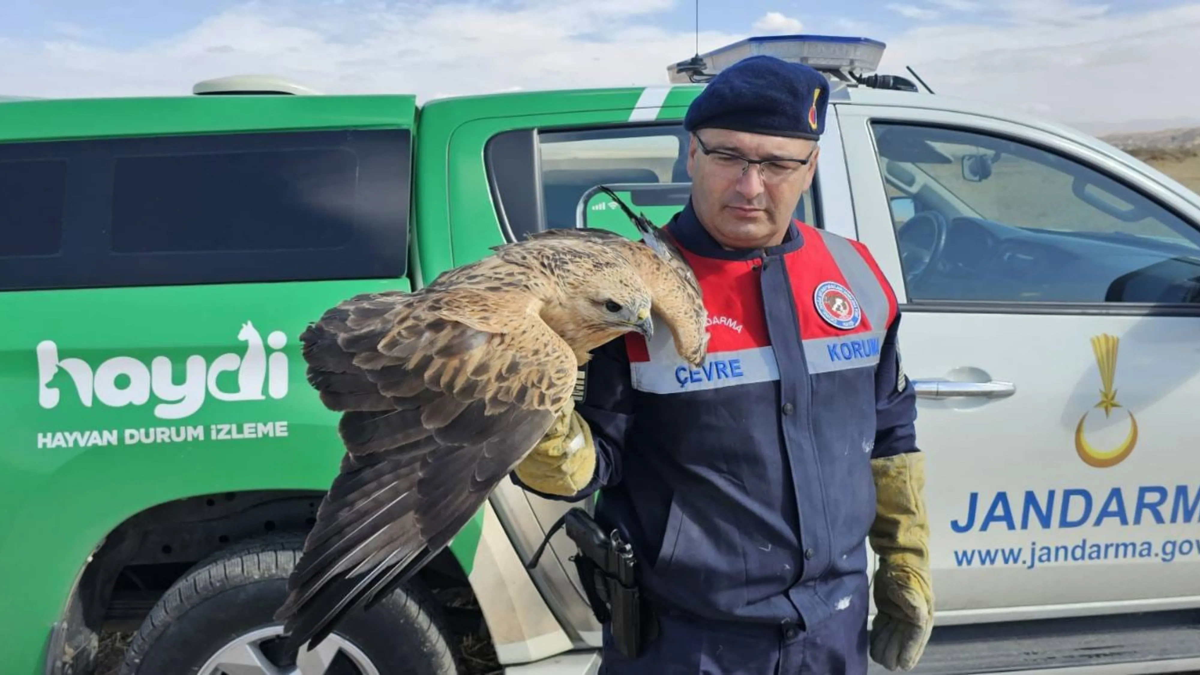 Yaralı kızıl şahin koruma altına alındı
