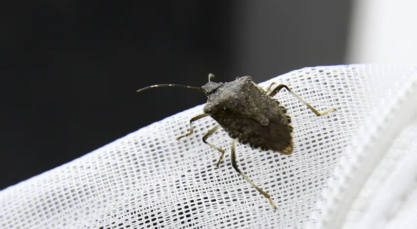 Kahverengi kokarcanın kışlaklarda yok edilmesi biyolojik mücadeleye katkı verebilir