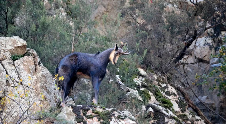 Gümüşhane'de çengel boynuzlu dağ keçileri görüntülendi