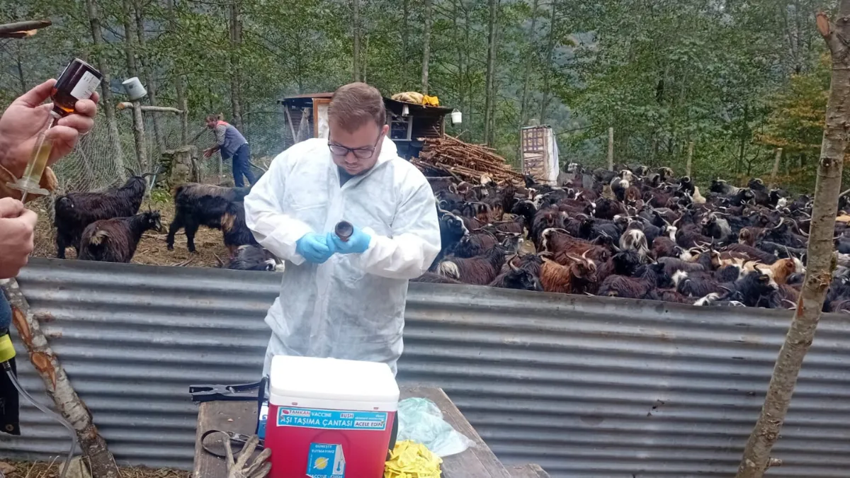 Rize'de büyük ve küçükbaş hayvanlar aşılanıyor