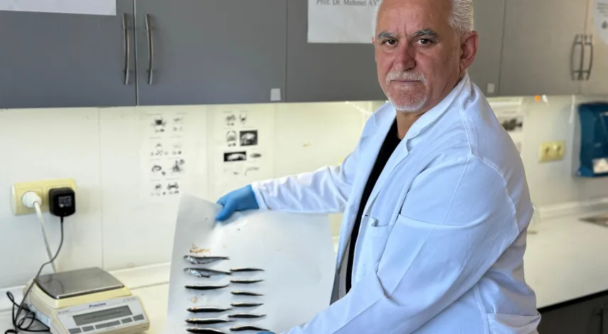 Karadeniz'de aşırı avcılık nedeniyle hamsi boyu küçüldü 