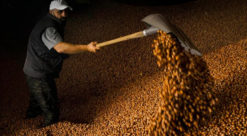 3'lü kıskaçtaki fındıkta kuraklığa karşı 'sulama sistemi' önerisi