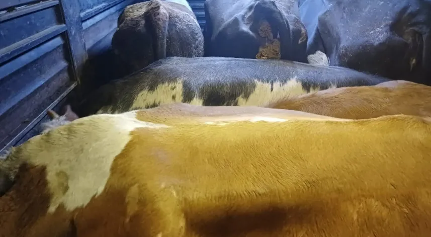 Artvin’de film gibi hayvan hırsızlığı