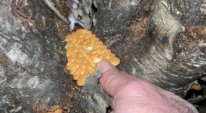 Nesli tükenmekte olan fareyi bisküviyle besledi