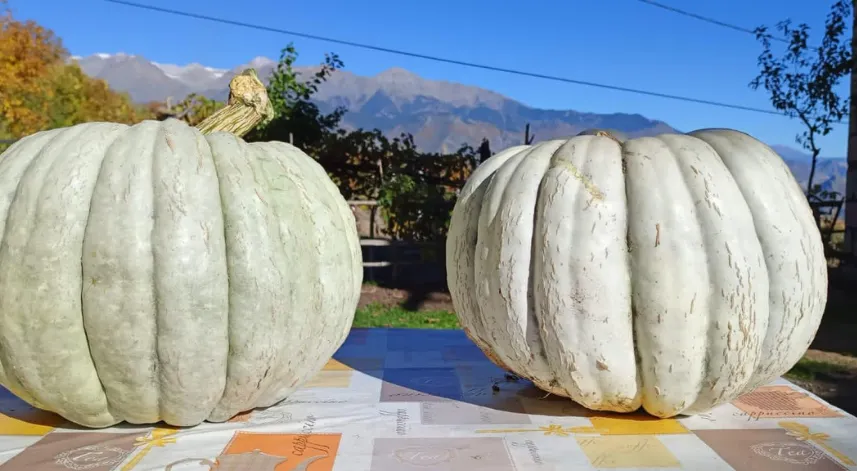 Artvin'de 28 kiloluk kabak yetiştirdi