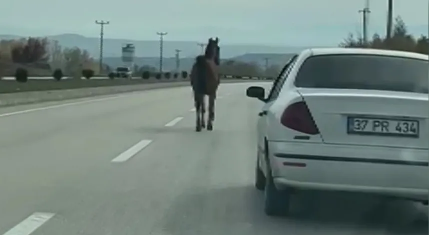 Başıboş at, trafiği tehlikeye düşürdü