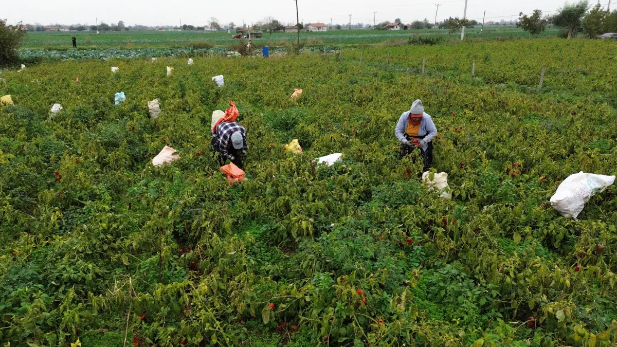 Bafra Ovası'nda kapya biber hasadı devam ediyor