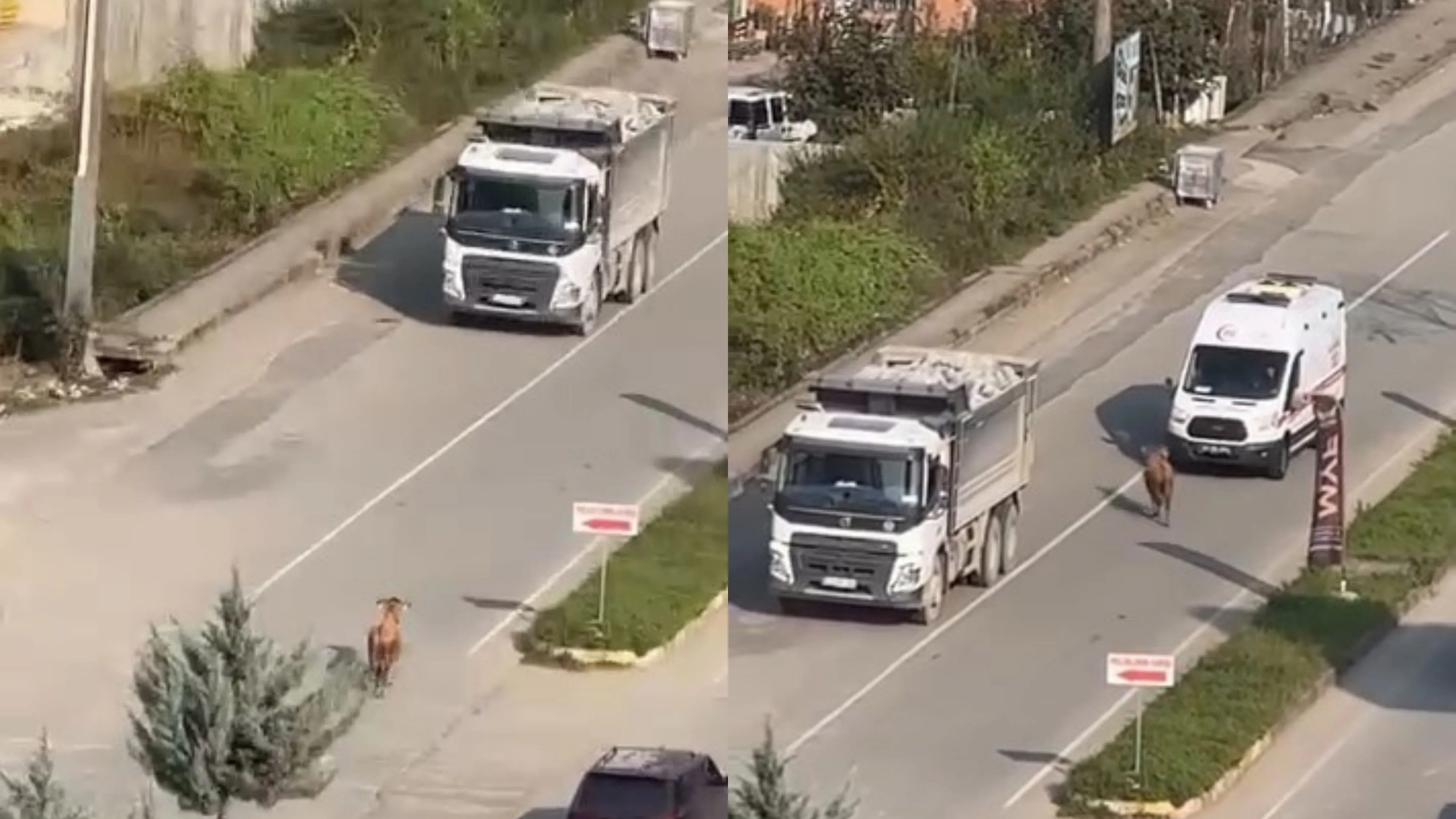 Rize'de kaçak inek trafiğe karıştı