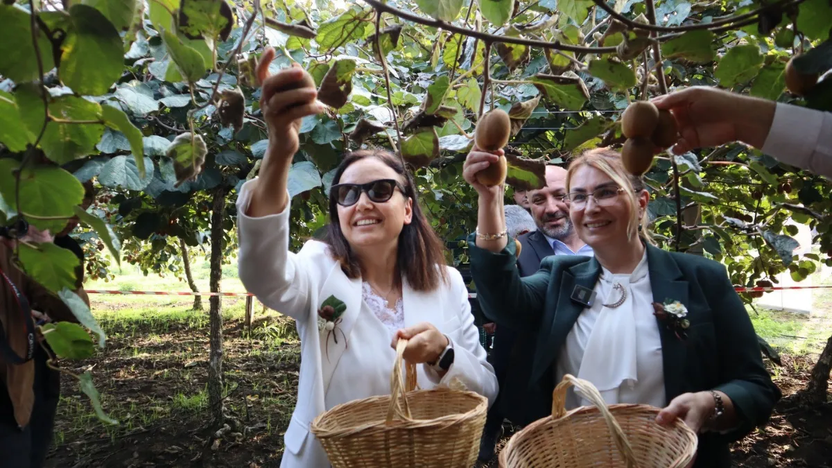 Yalova'nın coğrafi işaretli meyvesi kivide hasat sevinci
