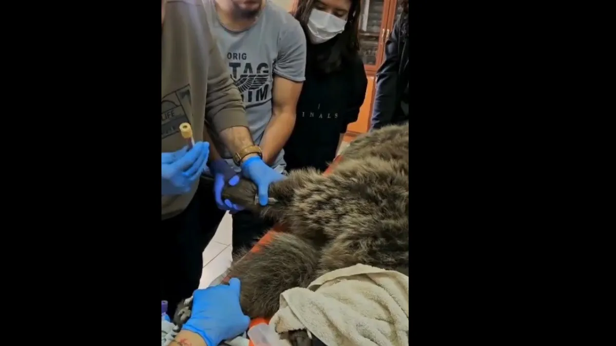 Kars’ta yaralı bozayının tedavisi yapılıyor