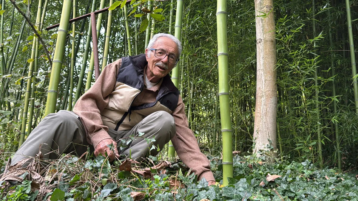 Samsun'da 10 yıldır bahçesinde bambu yetiştiriyor