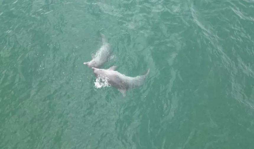 Karadeniz'de dolaşan yunus dronla görüntülendi